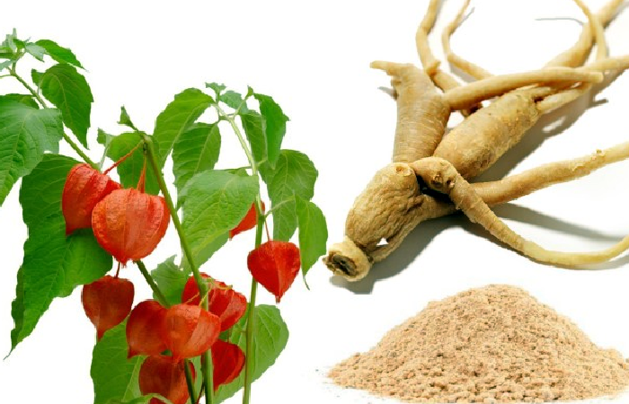 Wiki Plus - Proven Benefits Of Ashwagandha